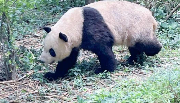 陕西居民驾车途中偶遇淡定大熊猫 还回头与车辆对视