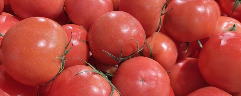 印度爆发“西红柿之乱” 价格飙升7倍