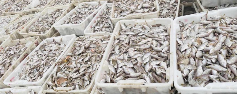 日本一渔港现大量死亡沙丁鱼 水产专家称是缺氧而死