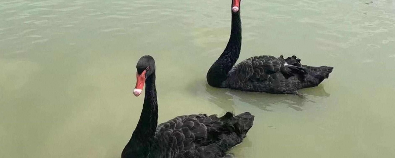 哈师大黑天鹅在河上被冻两天了 饲养员曾接它们过冬一起被困