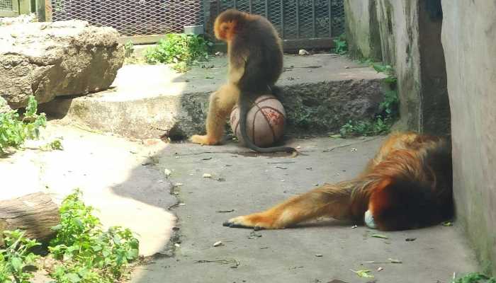 昆明动物园近期将猫移出猴山 昆明动物园曾被曝猴子杀死2只猫
