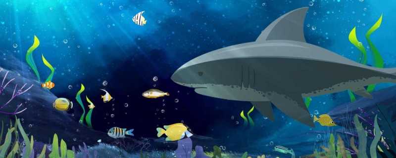 加勒比海盗男演员遭鲨鱼攻击身亡 鲨鱼咬过不止一次