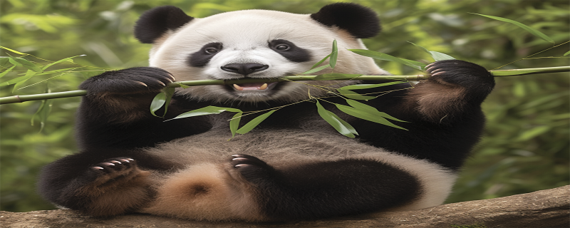 动物园通报大熊猫丁丁扑倒饲养员 工作人员回应大熊猫扑倒饲养员