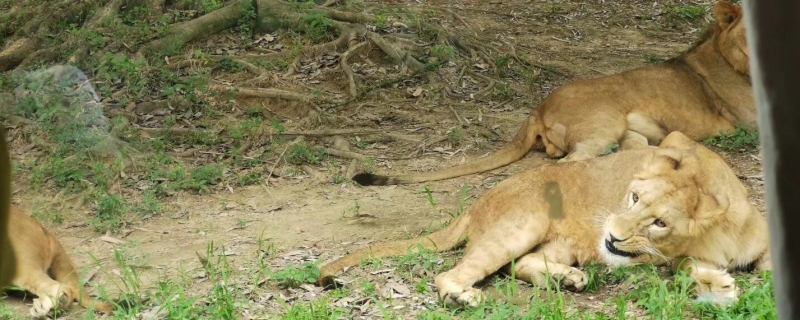 埃及一饲养员跌入狮笼被咬身亡 网友：这是多么严重的疏忽