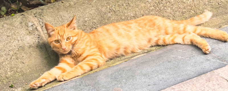 南宁海鲜摊18只猫咪“三代同堂”走红 萌宠带旺生意引热议